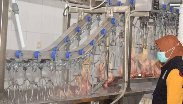 RPH Unggas Modern Surabaya Beroperasi: Potong Ayam Higienis, Halal, Harga Stabil.