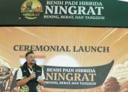 Syngenta Luncurkan Benih Padi Hibrida Ningrat NK2133 Dukung Swasembada Beras
