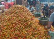Harga Cabai di Kediri Mulai Melandai, CMK dan CRM Kompak Turun