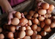Harga Telur di Jombang Terus Meroket, Tembus Rp29 Ribu/Kg, Pedagang Keluhkan Daya Beli Turun