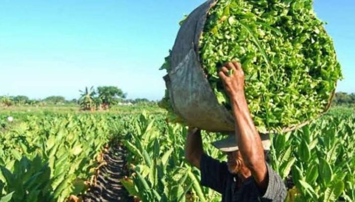 Panen Tembakau Bondowoso 2025 Melimpah, Kualitas Rendah Akibat Cuaca, Pabrikan Enggan Menyerap