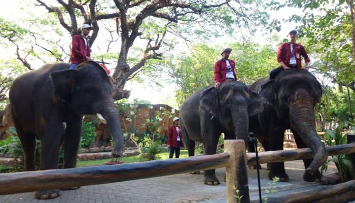 Pemkot Surabaya Jamin Seleksi Dirut KBS Berlangsung Objektif dan Transparan