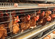 Ekspor Unggas Indonesia Tembus 545 Ton pada Maret 2026, Didorong Surplus Produksi