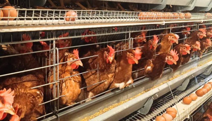 Ekspor Unggas Indonesia Tembus 545 Ton pada Maret 2026, Didorong Surplus Produksi