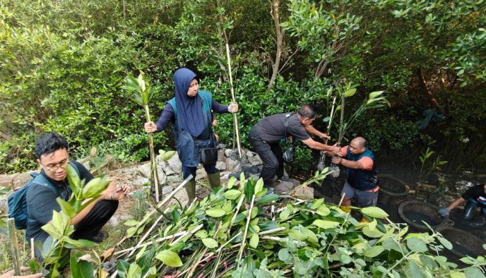 TPS Salurkan 3.000 Bibit Mangrove untuk Rehabilitasi Pesisir Sontoh Laut Surabaya