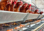Kementan Kawal Penyerapan Ayam Hidup demi Perbaikan Harga di Tingkat Peternak