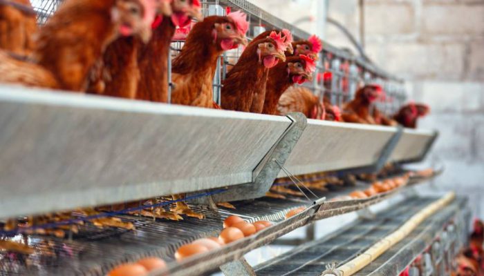 Kementan Kawal Penyerapan Ayam Hidup demi Perbaikan Harga di Tingkat Peternak