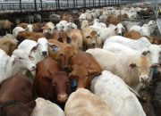Target Swasembada Daging, Pemerintah Incar Sapi Indukan Unggul dari Brasil