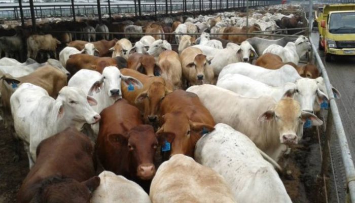 Target Swasembada Daging, Pemerintah Incar Sapi Indukan Unggul dari Brasil