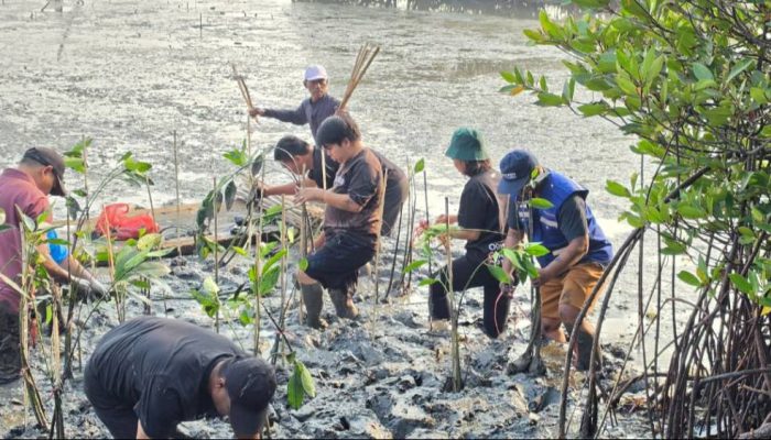 TPS Serahkan 3.000 Bibit Mangrove ke DLH Surabaya, Ditanam di Tambak Sarioso