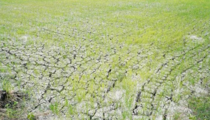 Kementan: 3.233 Hektare Sawah Kekeringan di Lamongan Sudah Teraliri